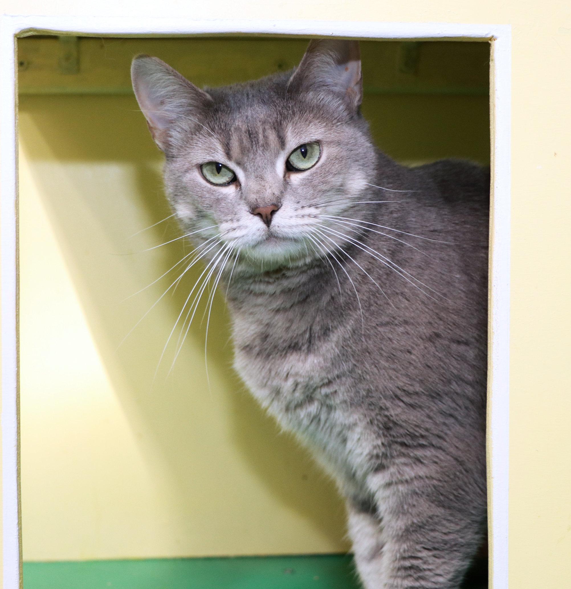 Babs, a Adoptable Domestic Short Hair in Cincinnati, OH image 3/4