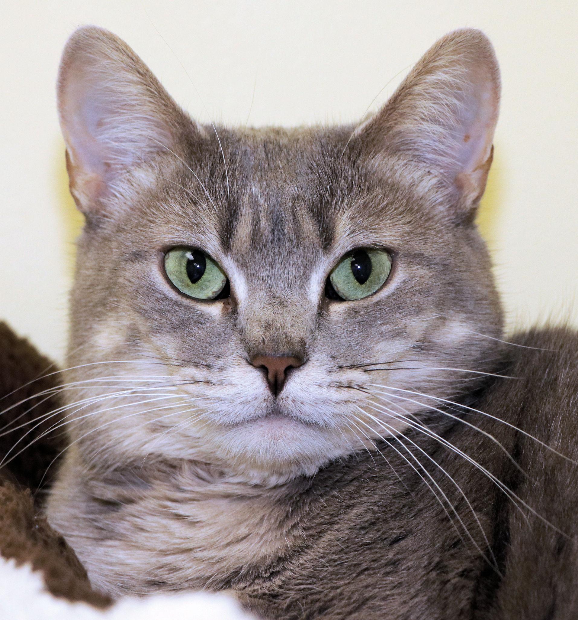 Babs, an adoptable Domestic Short Hair in Cincinnati, OH, 45227 | Photo Image 1