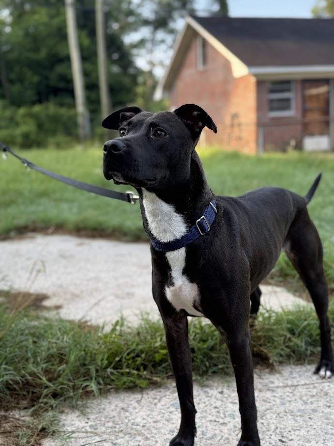 Enlarge Lizzie (Foster/Adopter Needed By Jan 1st), a Adoptable mixed breed in Clayton, NC image 4/5