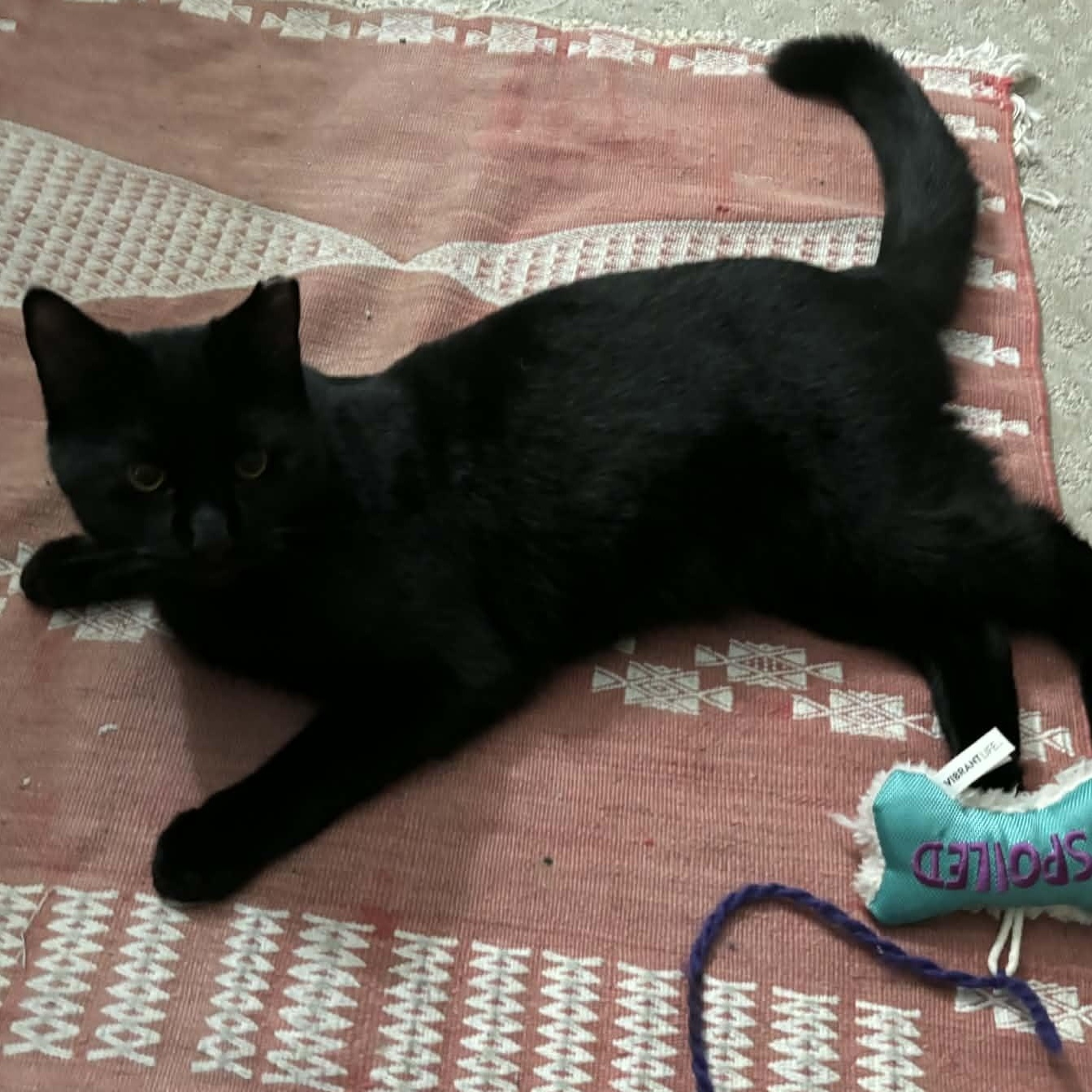 Enlarge Raven, an adoptable Domestic Short Hair in Bellmawr, NJ image 5/5