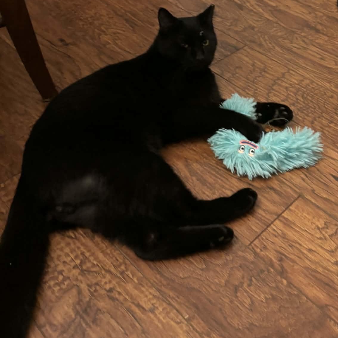 Enlarge Raven, an adoptable Domestic Short Hair in Bellmawr, NJ image 4/5