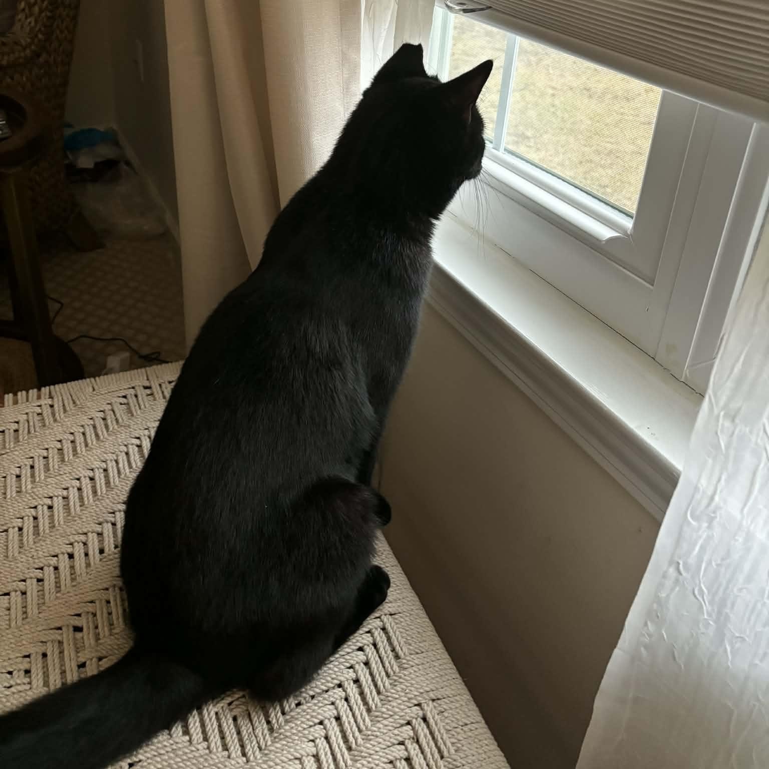 Enlarge Raven, an adoptable Domestic Short Hair in Bellmawr, NJ image 3/5