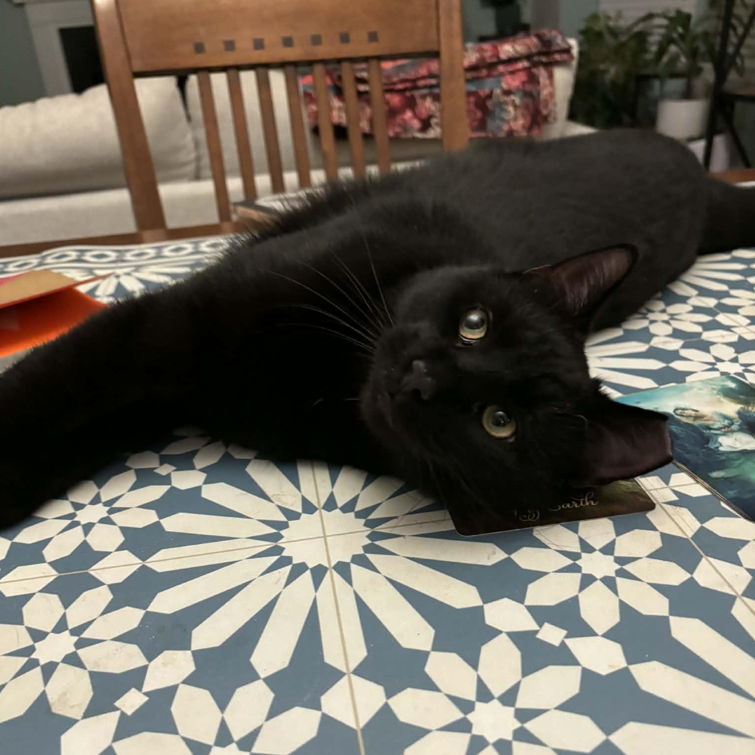 Enlarge Raven, an adoptable Domestic Short Hair in Bellmawr, NJ image 2/5