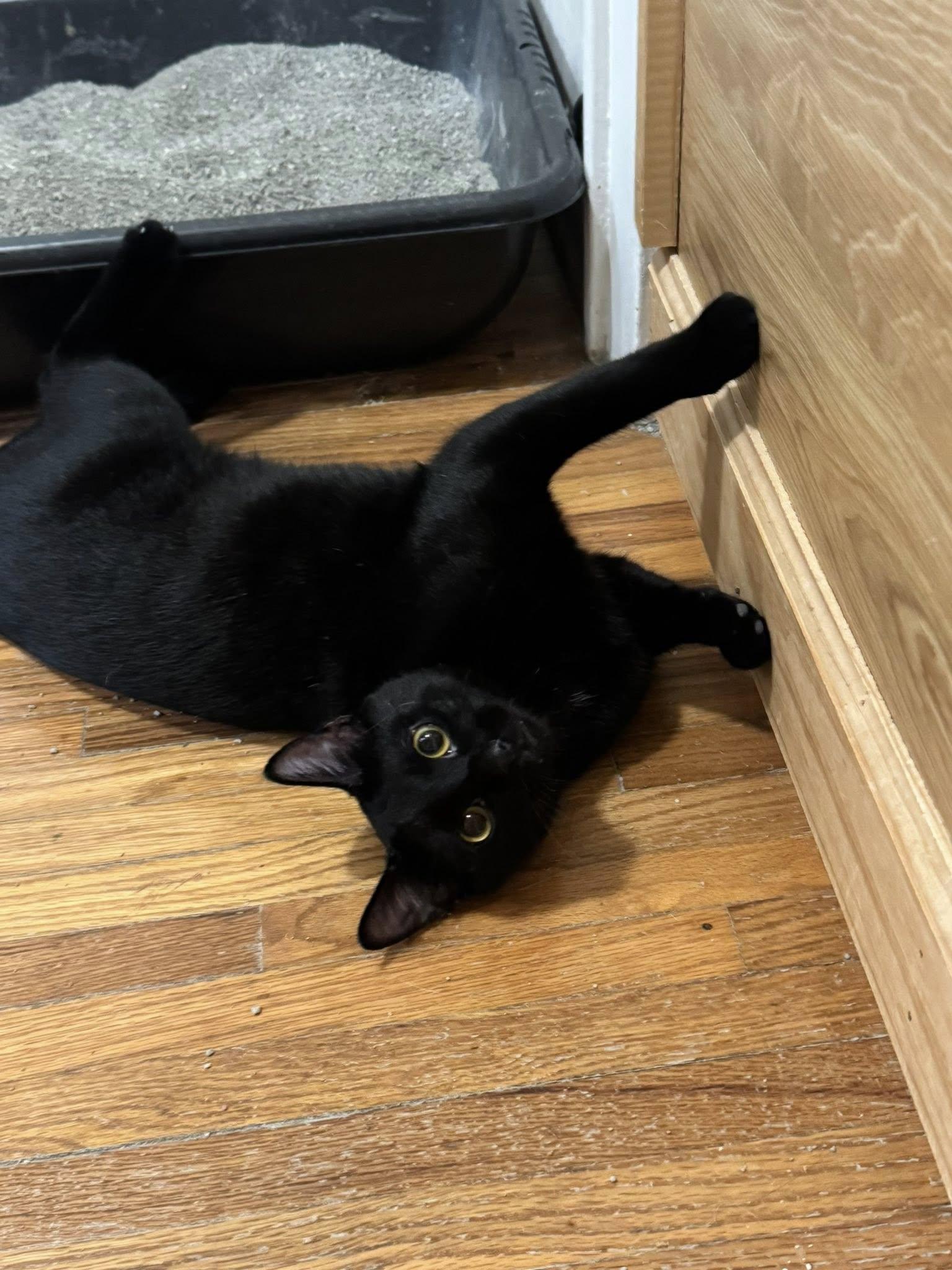 Benedict - At Adoption Center, Adoptable, Young Male American Shorthair.