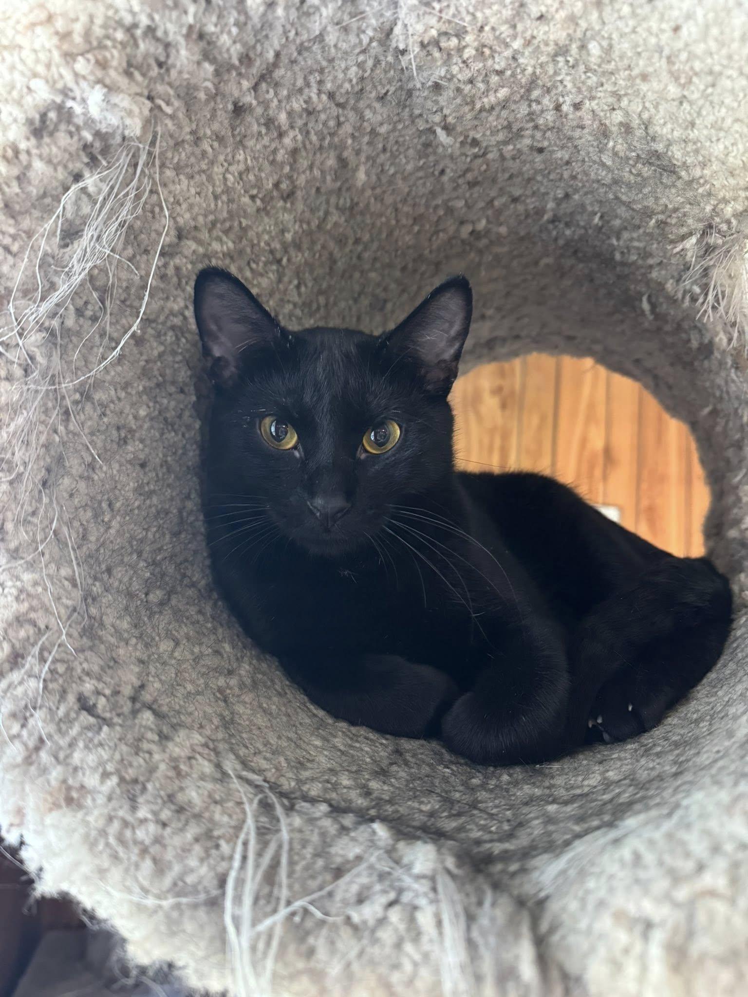 Benedict - At Adoption Center