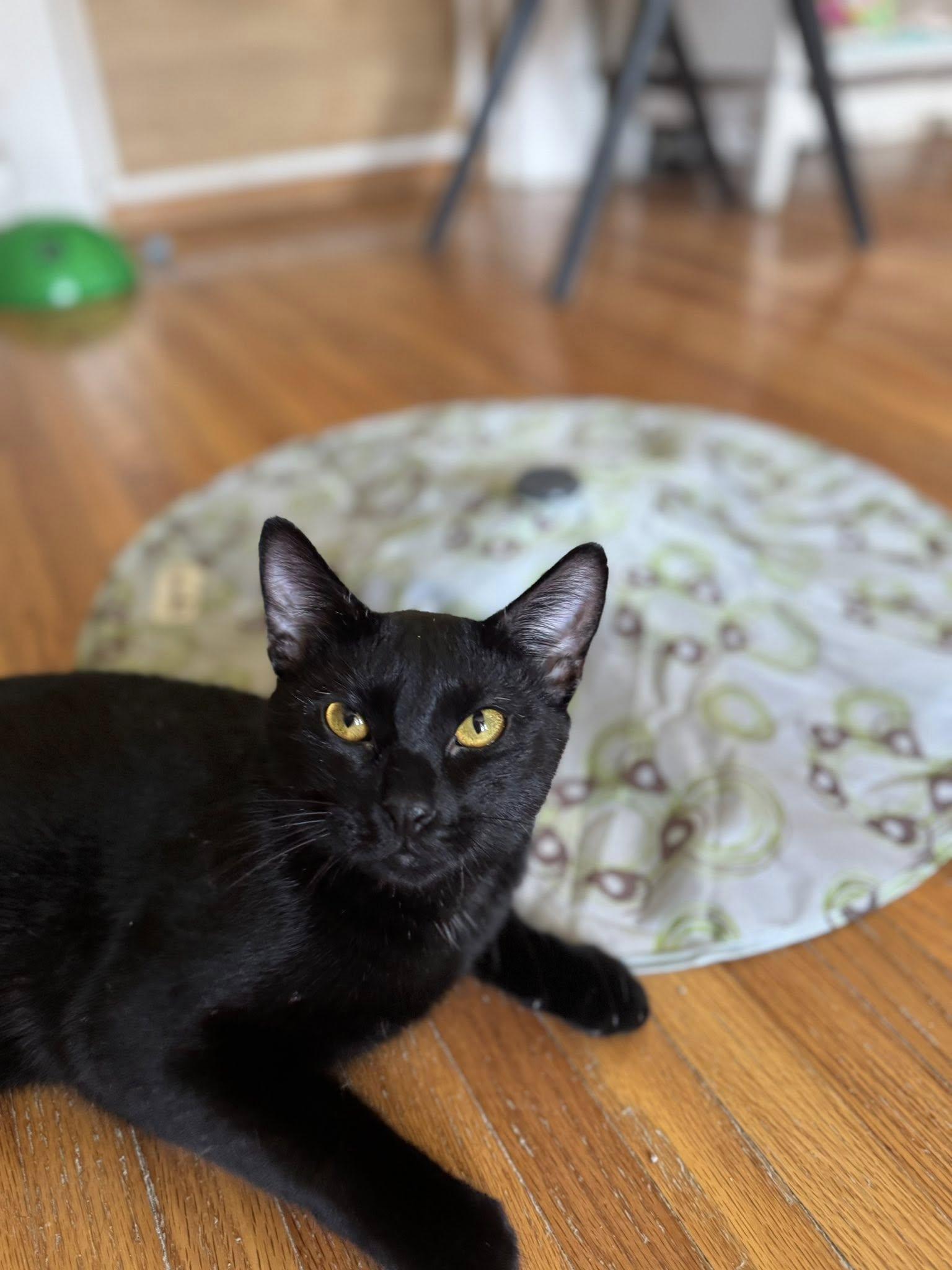 Benedict - At Adoption Center, a Adoptable American Shorthair in Oak Forest, IL image 3/6