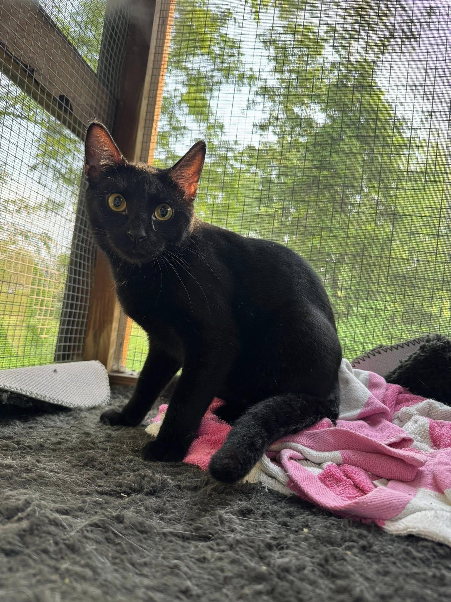 Benedict - At Adoption Center, a Adoptable American Shorthair in Oak Forest, IL image 4/6