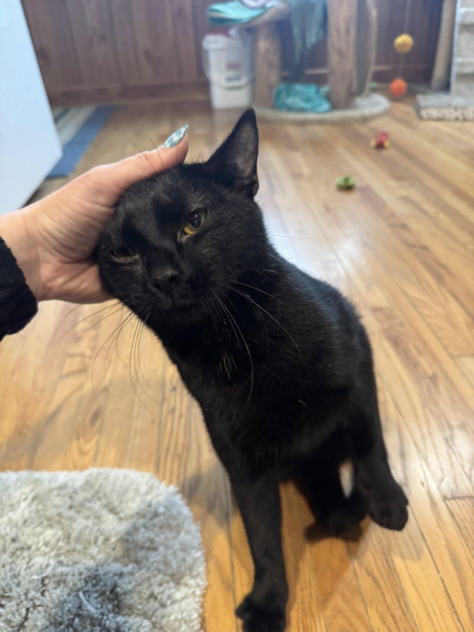 Benedict - At Adoption Center, a Adoptable American Shorthair in Oak Forest, IL image 6/6