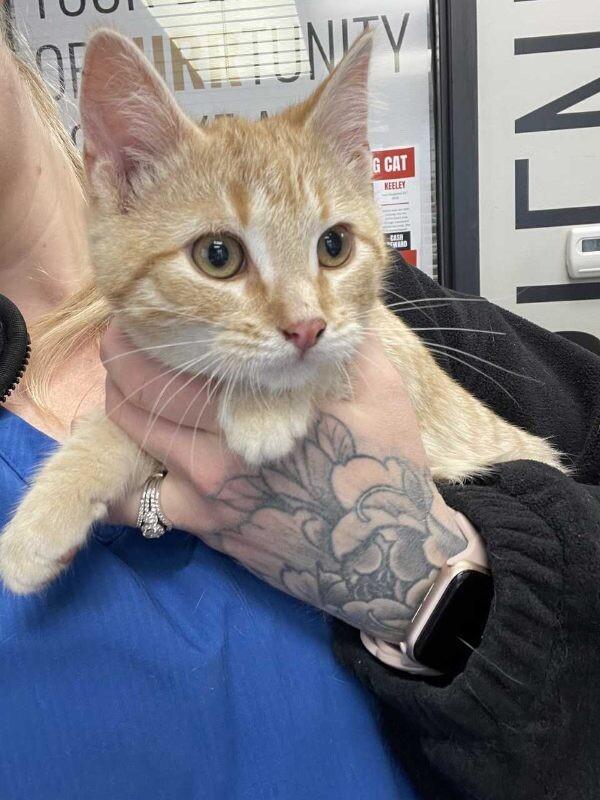 Mushroom, ADOPTABLE, Kitten Male Domestic Short Hair.