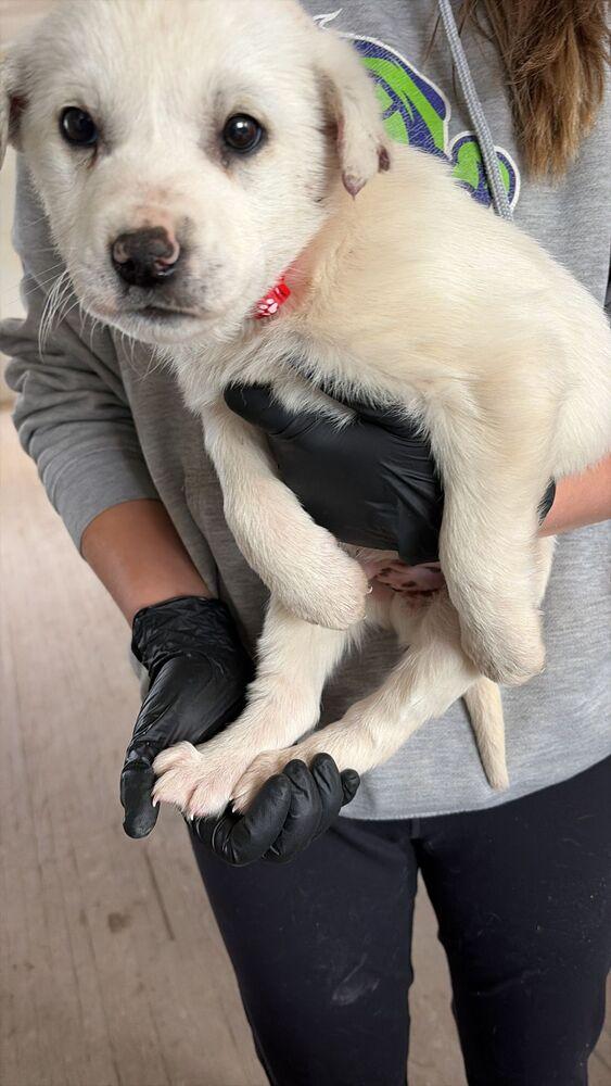 Enlarge Lobster, a Adoptable mixed breed in Calgary, AB image 1/1