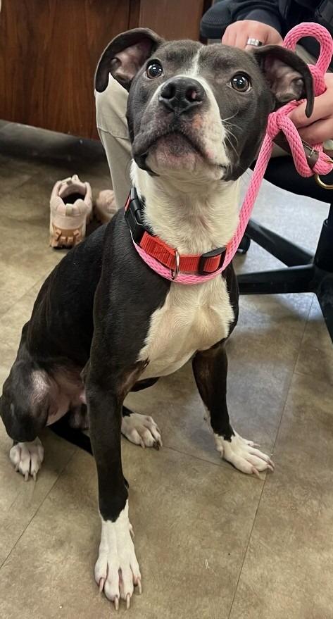 Walter, Adoptable, Young Male Mixed Breed & Pit Bull Terrier.