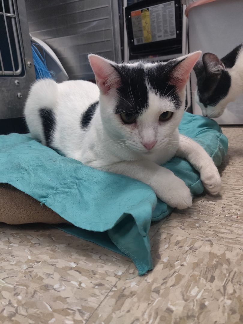 Keanu, a Adoptable mixed breed in Long Beach, CA image 3/8