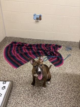 Enlarge Aurora, a Adoptable mixed breed in Detroit, MI image 1/1