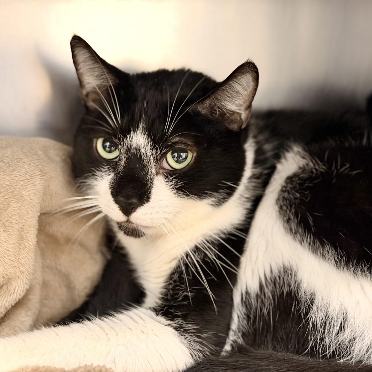 Enlarge Huckleberry, a Adoptable Domestic Short Hair in Manahawkin, NJ image 1/2