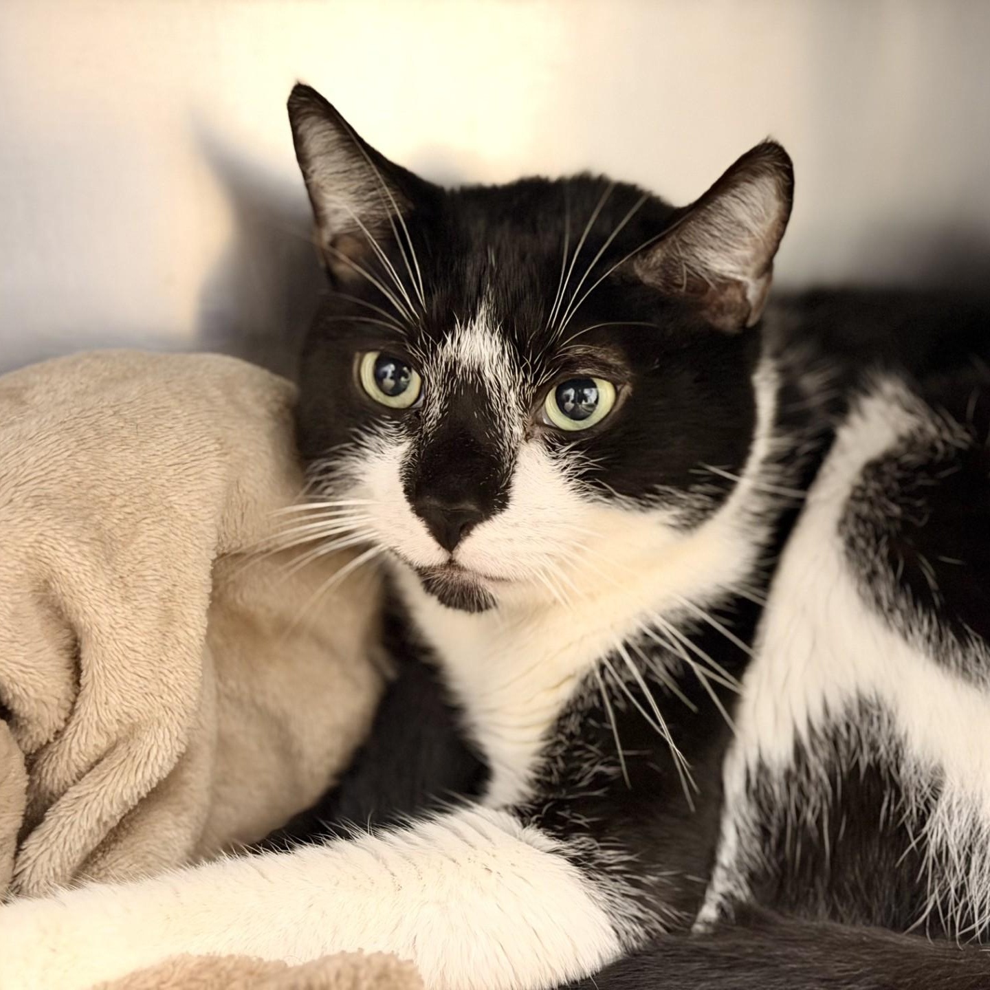 Enlarge Huckleberry, a Adoptable Domestic Short Hair in Manahawkin, NJ image 2/2
