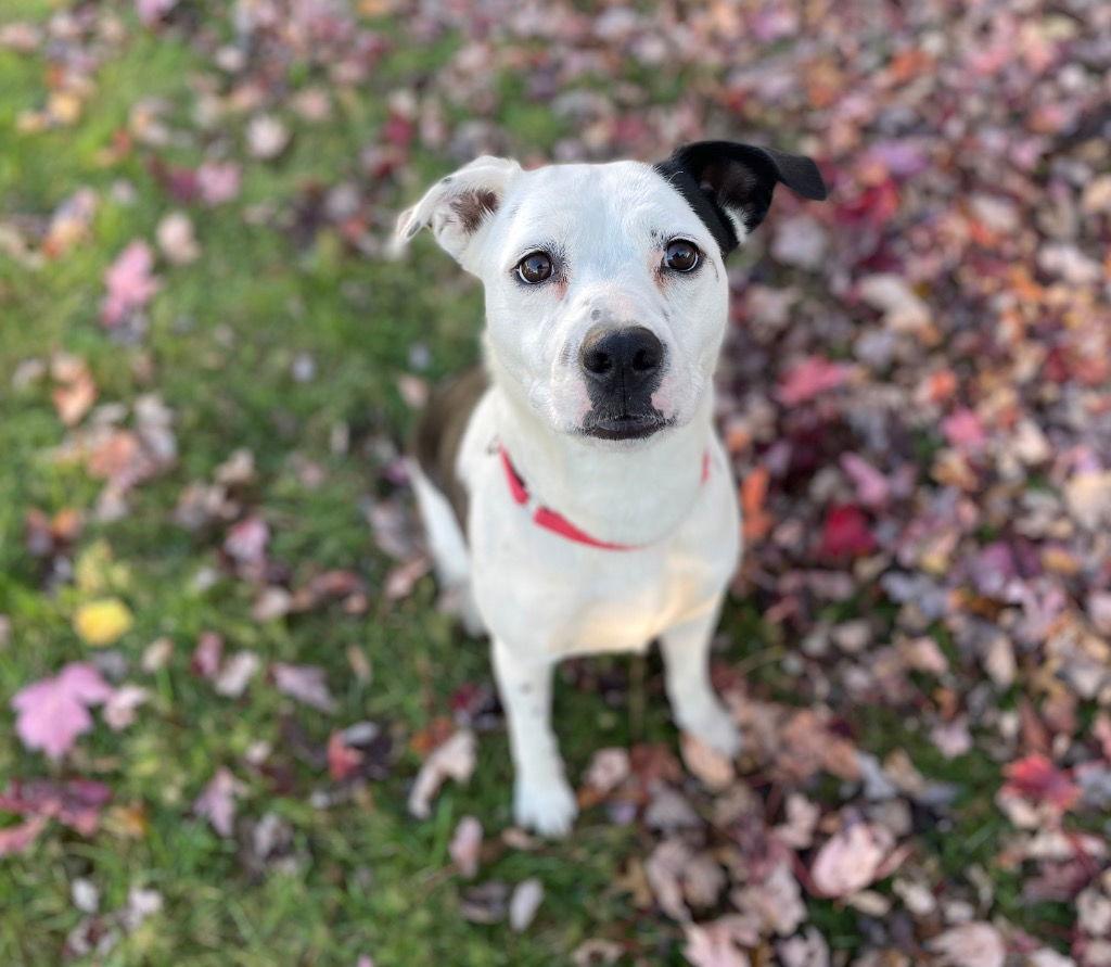 Enlarge Jolene, a Adoptable Terrier in Bloomfield, CT image 1/3