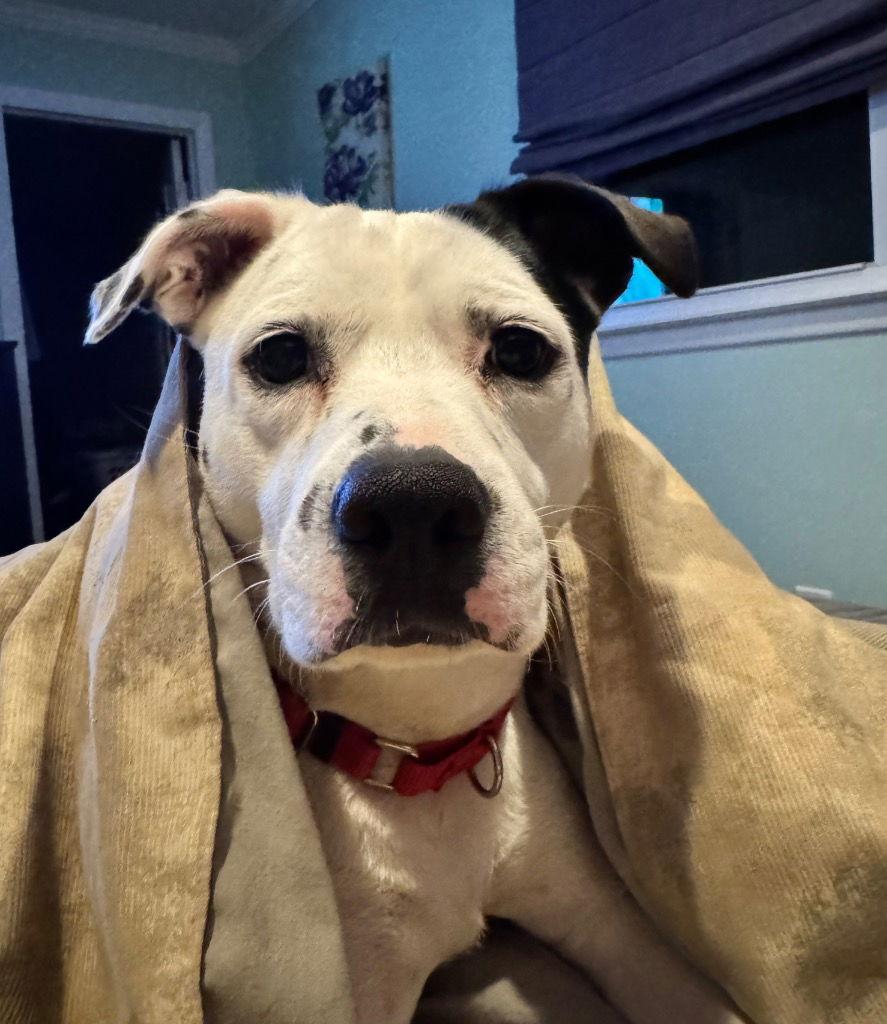 Enlarge Jolene, a Adoptable Terrier in Bloomfield, CT image 3/3