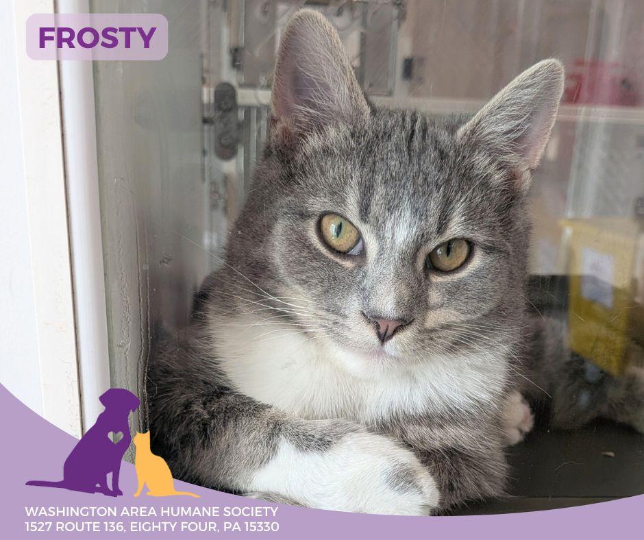 Enlarge Frosty, an adopted mixed breed in Eighty Four, PA image 1/2