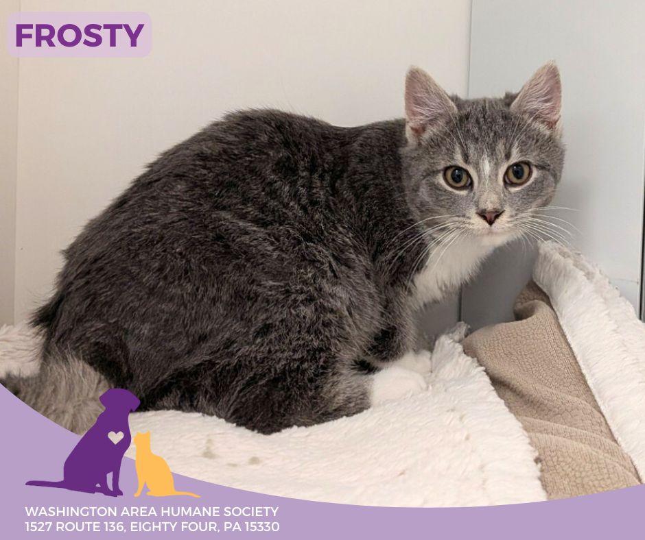 Enlarge Frosty, an adopted mixed breed in Eighty Four, PA image 2/2