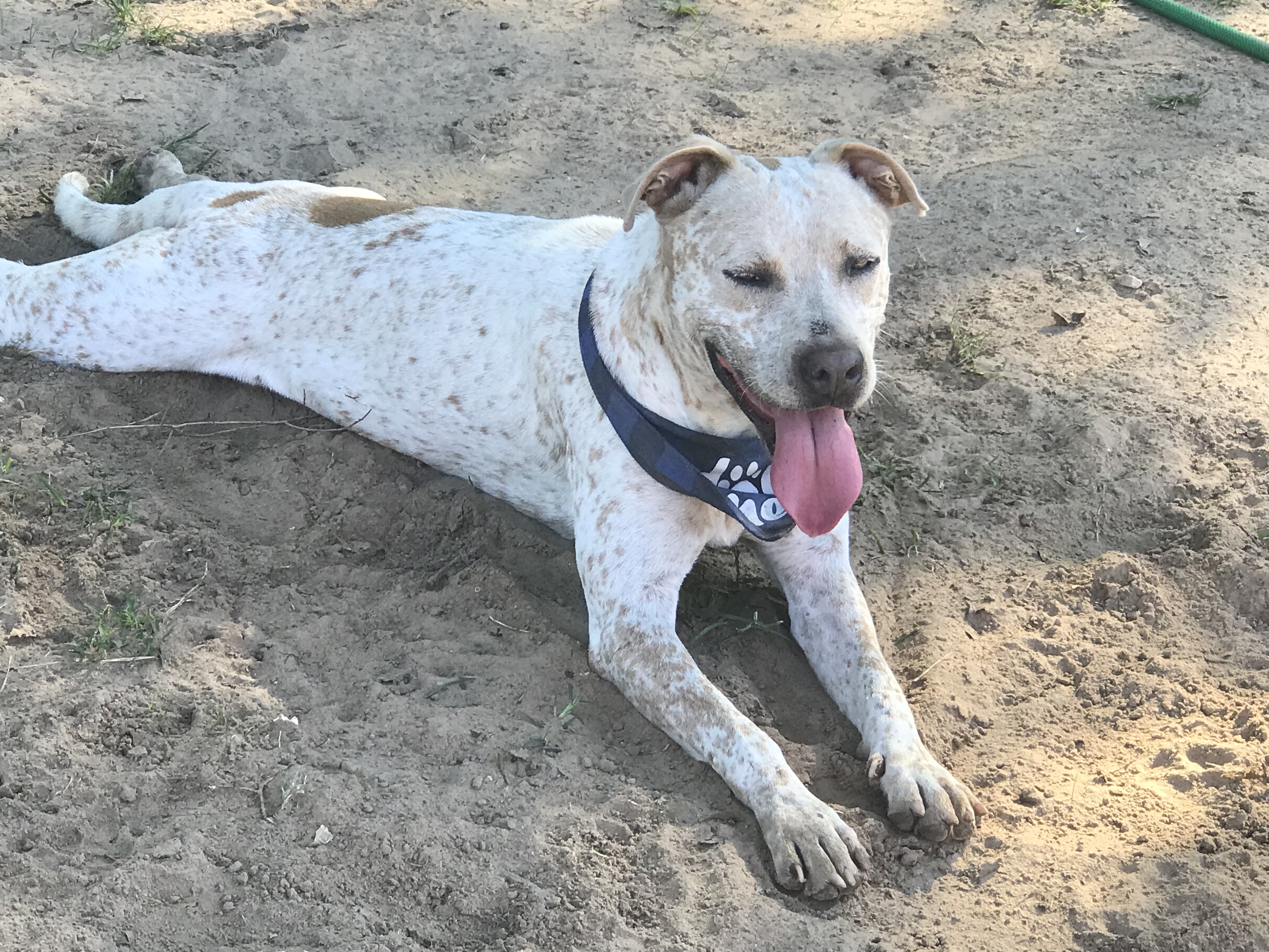 Domino, Adoptable, Adult Male Australian Shepherd & Australian Cattle Dog / Blue Heeler.