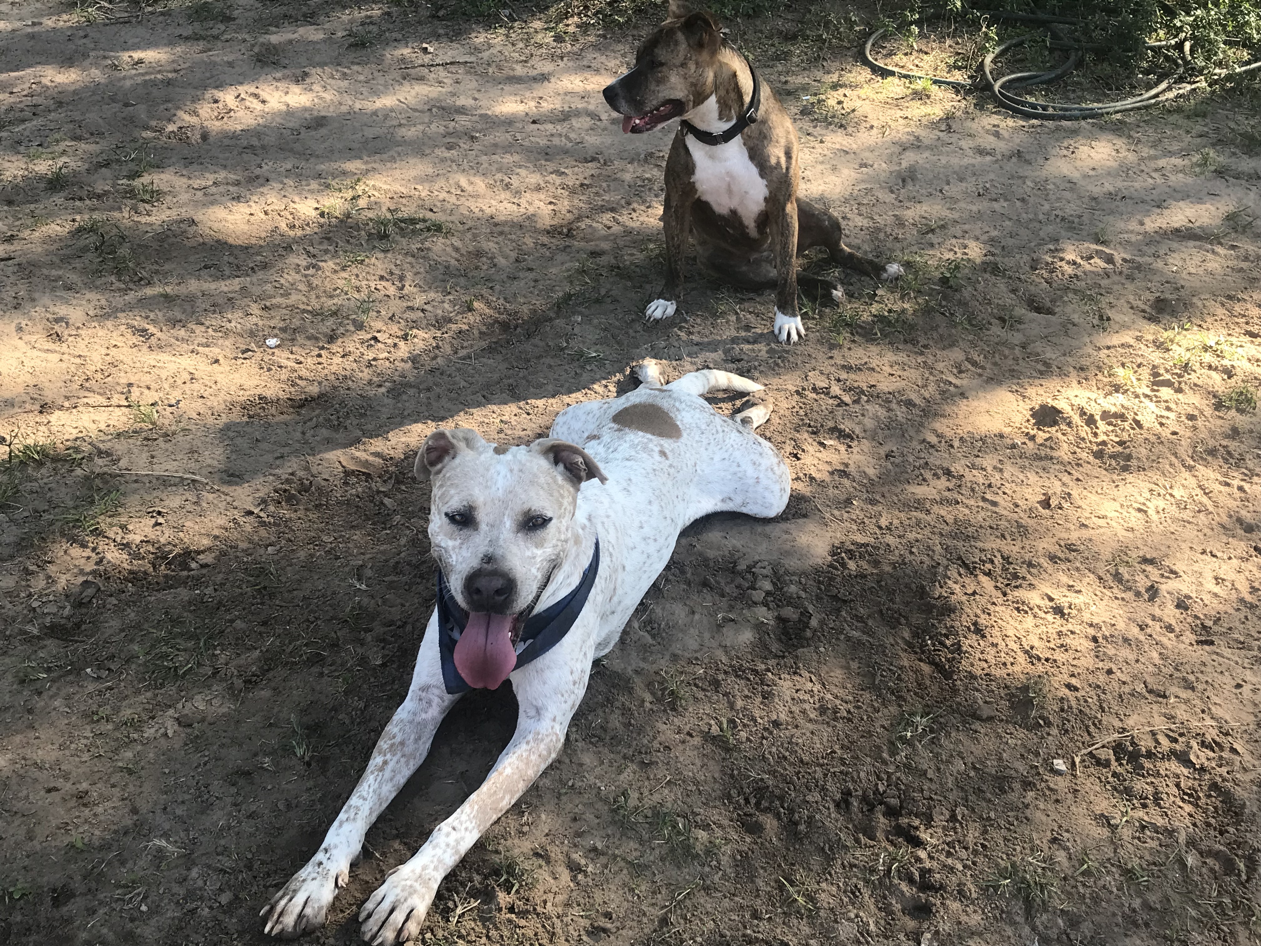 Domino, a Adoptable mixed breed in Rockdale, TX image 2/12