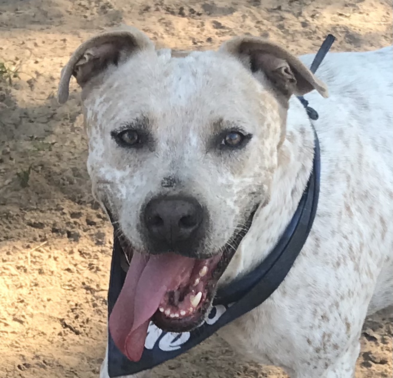 Domino, a Adoptable mixed breed in Rockdale, TX image 3/12