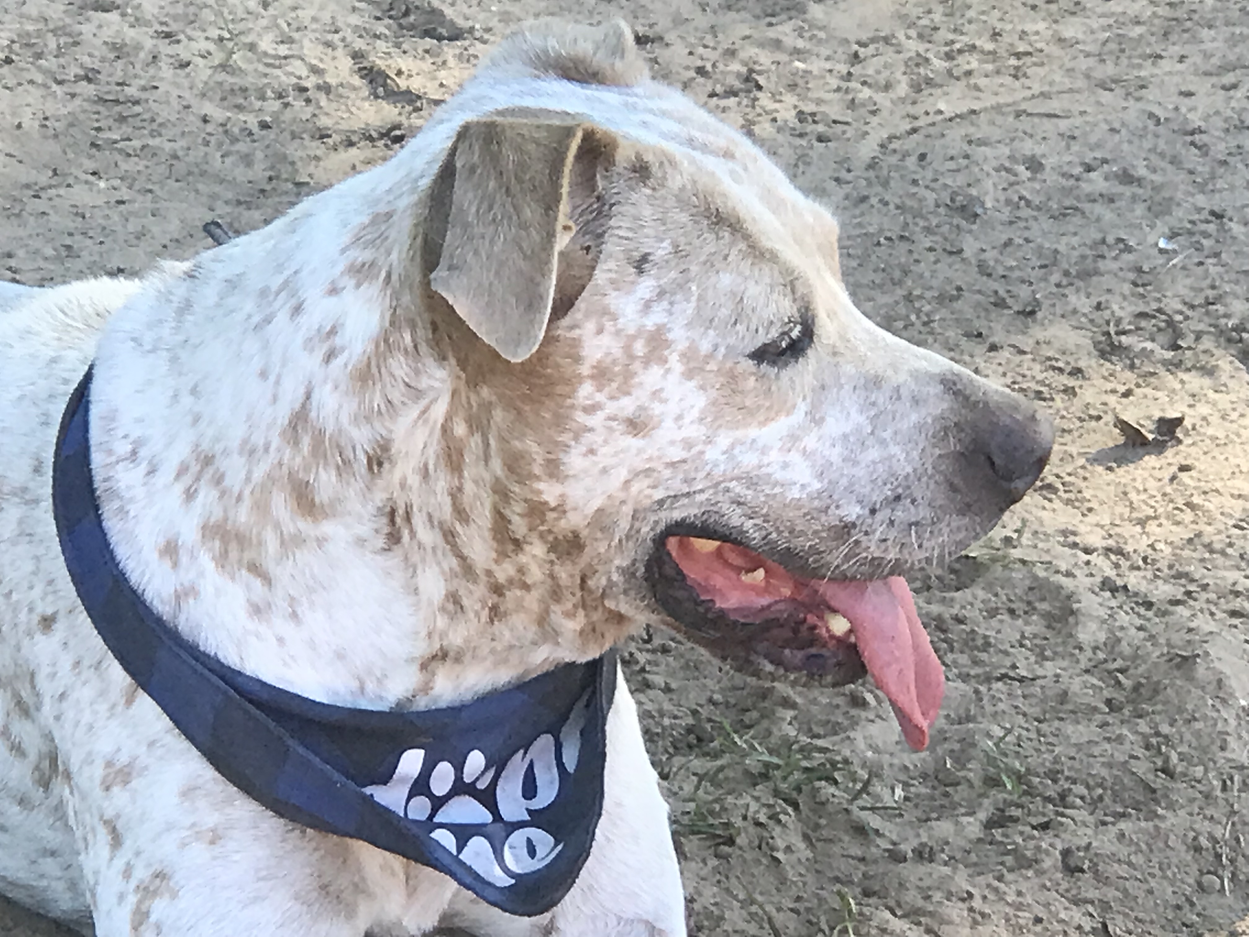Domino, a Adoptable mixed breed in Rockdale, TX image 4/12