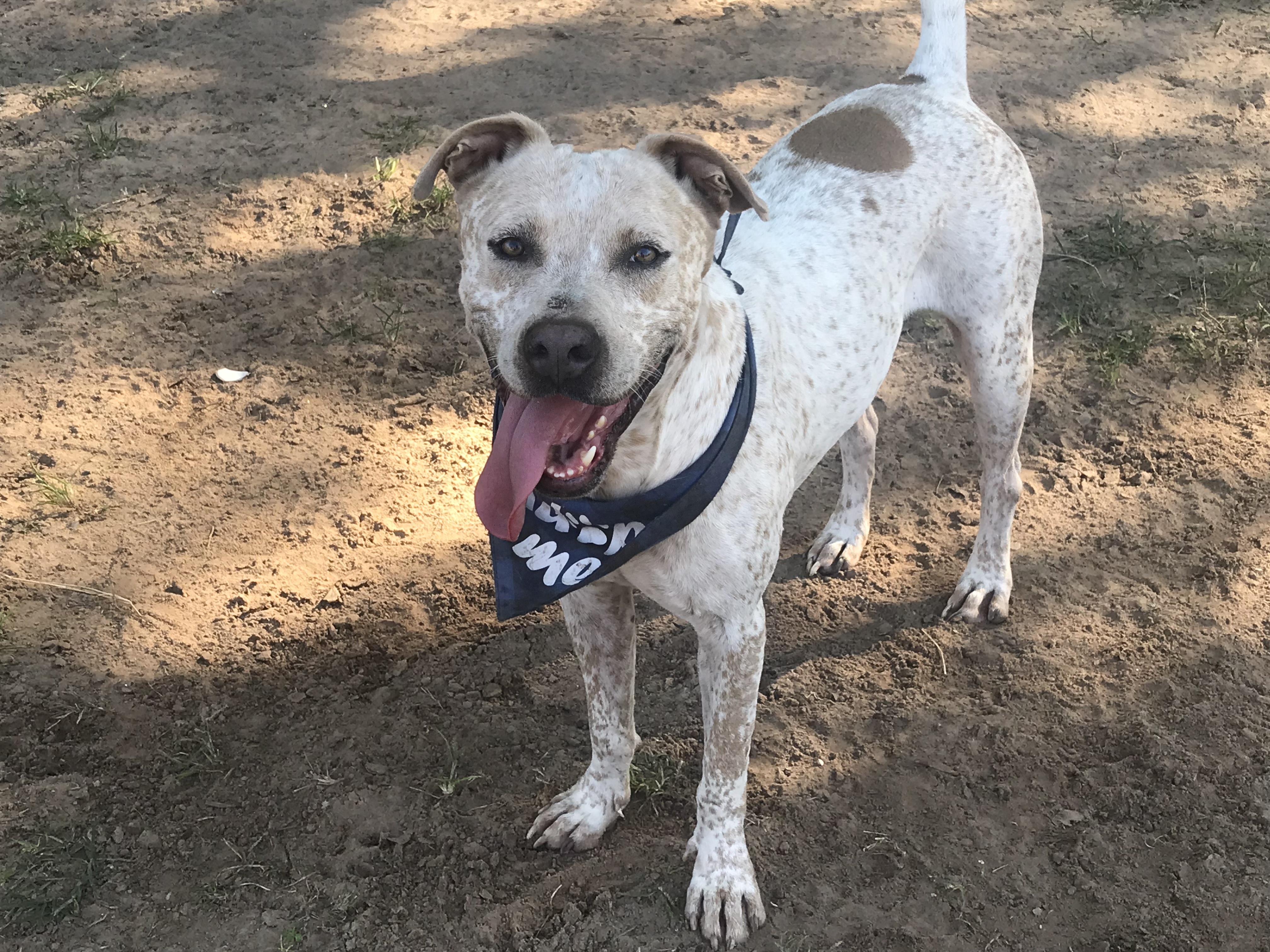 Domino, a Adoptable mixed breed in Rockdale, TX image 5/12