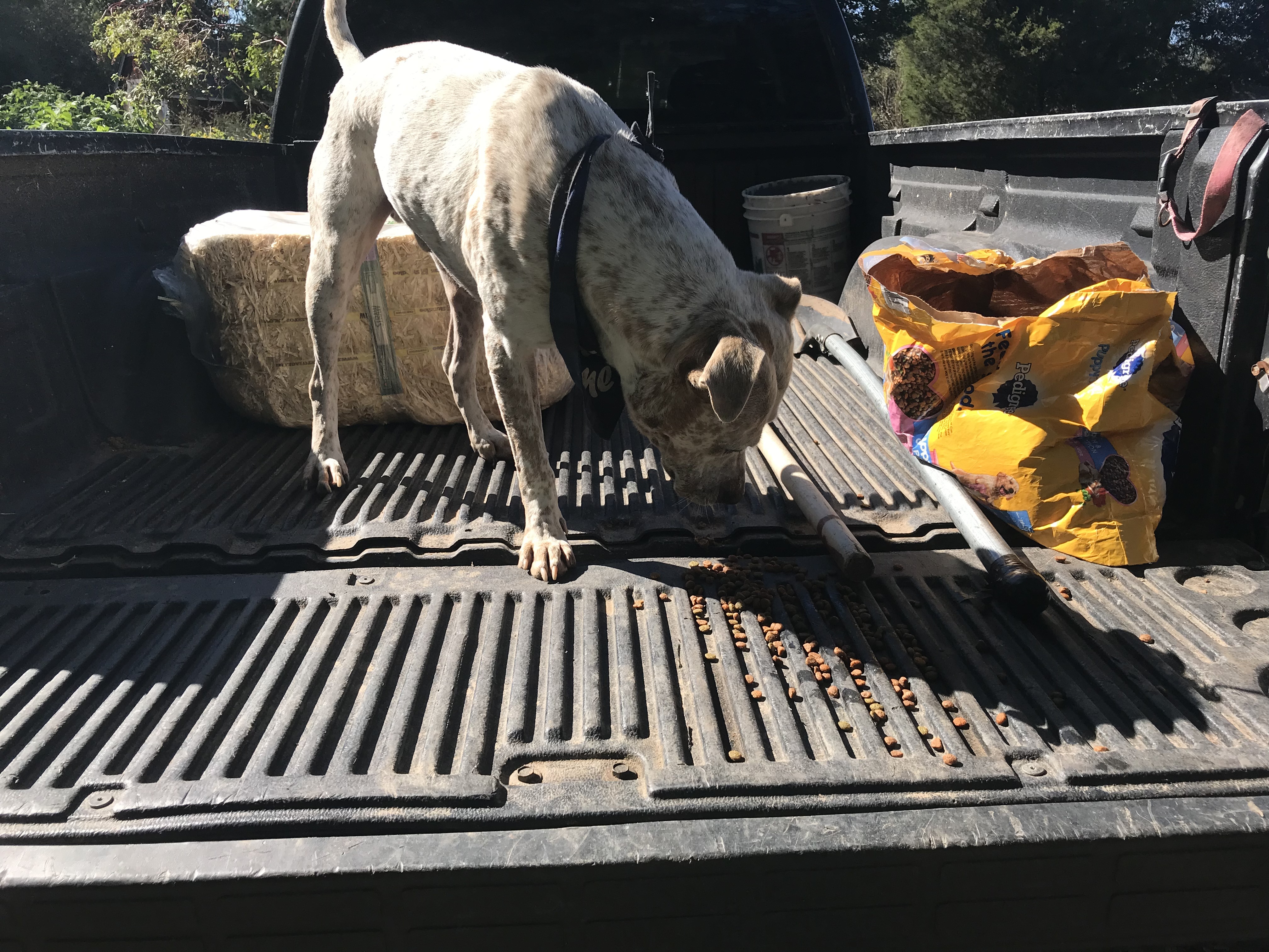Domino, a Adoptable mixed breed in Rockdale, TX image 6/12