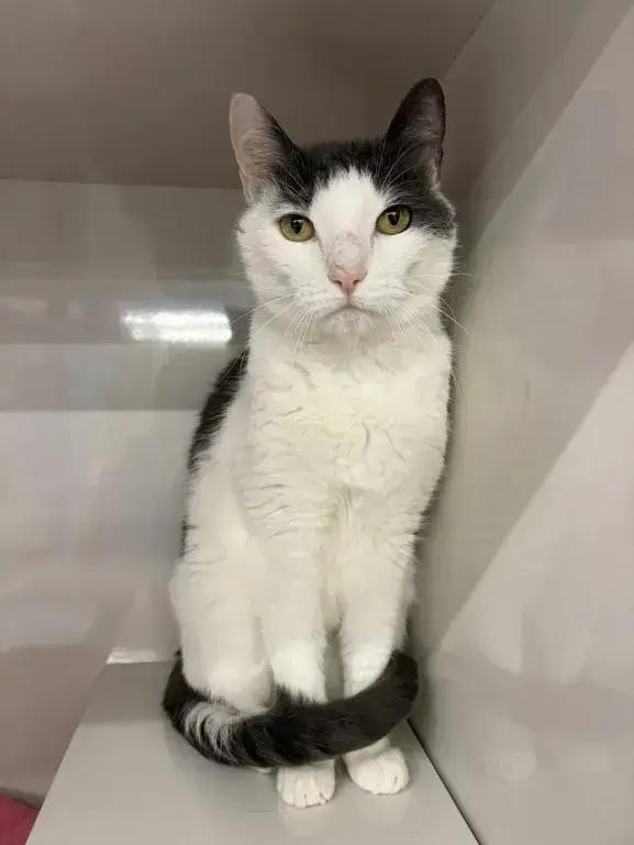 Cottontail, Adoptable, Adult Male Domestic Short Hair.