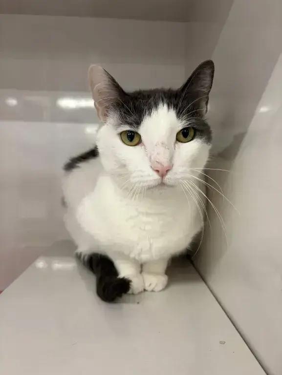 Cottontail, a Adoptable Domestic Short Hair in Grand Rapids, MI image 2/6