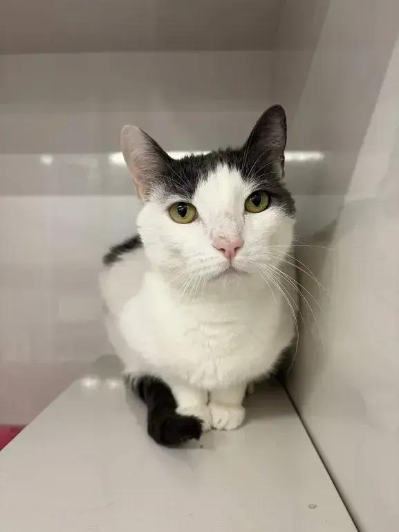 Cottontail, a Adoptable Domestic Short Hair in Grand Rapids, MI image 3/6