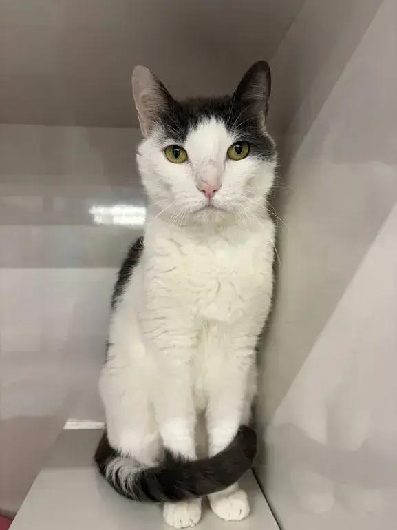 Cottontail, a Adoptable Domestic Short Hair in Grand Rapids, MI image 4/6
