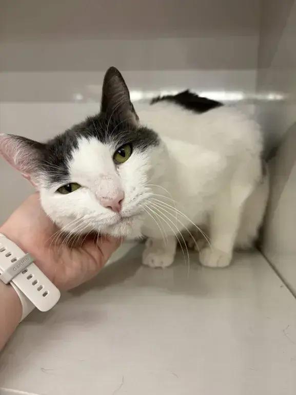 Cottontail, a Adoptable Domestic Short Hair in Grand Rapids, MI image 5/6