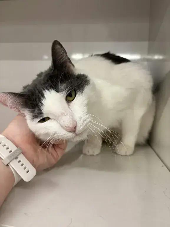 Cottontail, a Adoptable Domestic Short Hair in Grand Rapids, MI image 6/6