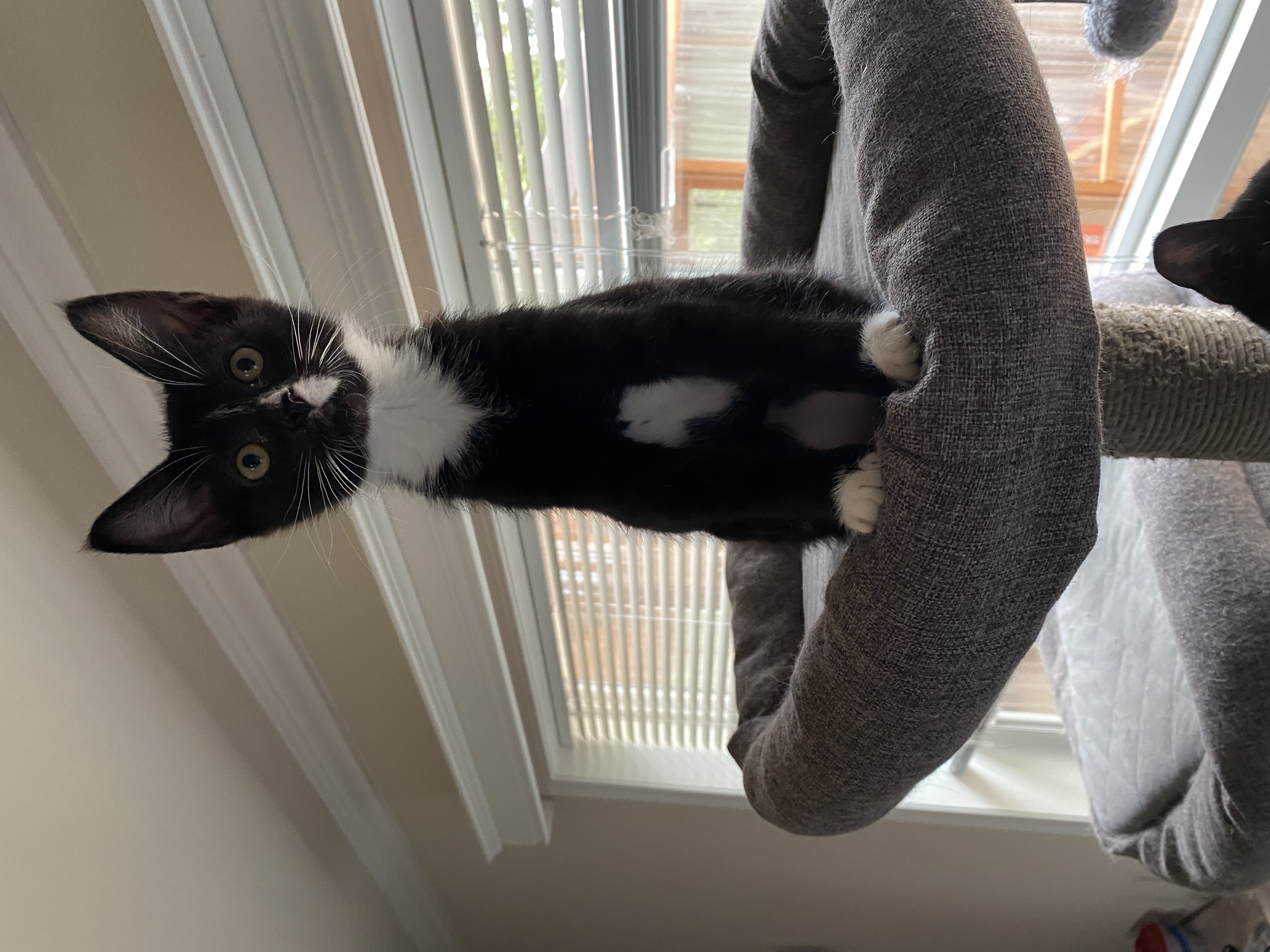 Boo Boo Bear, Adopted, Young Female Domestic Short Hair.