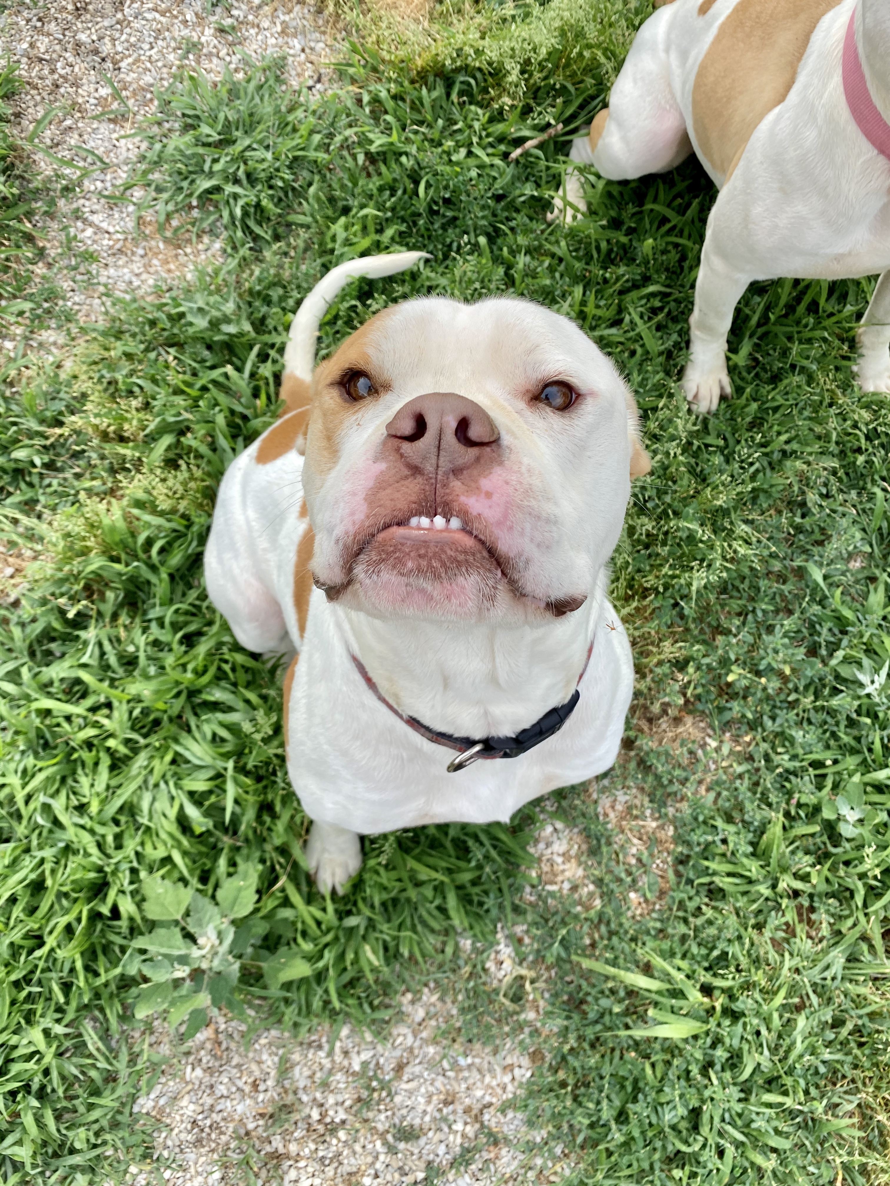 Enlarge Scooby, a Adoptable American Bulldog image 1/2