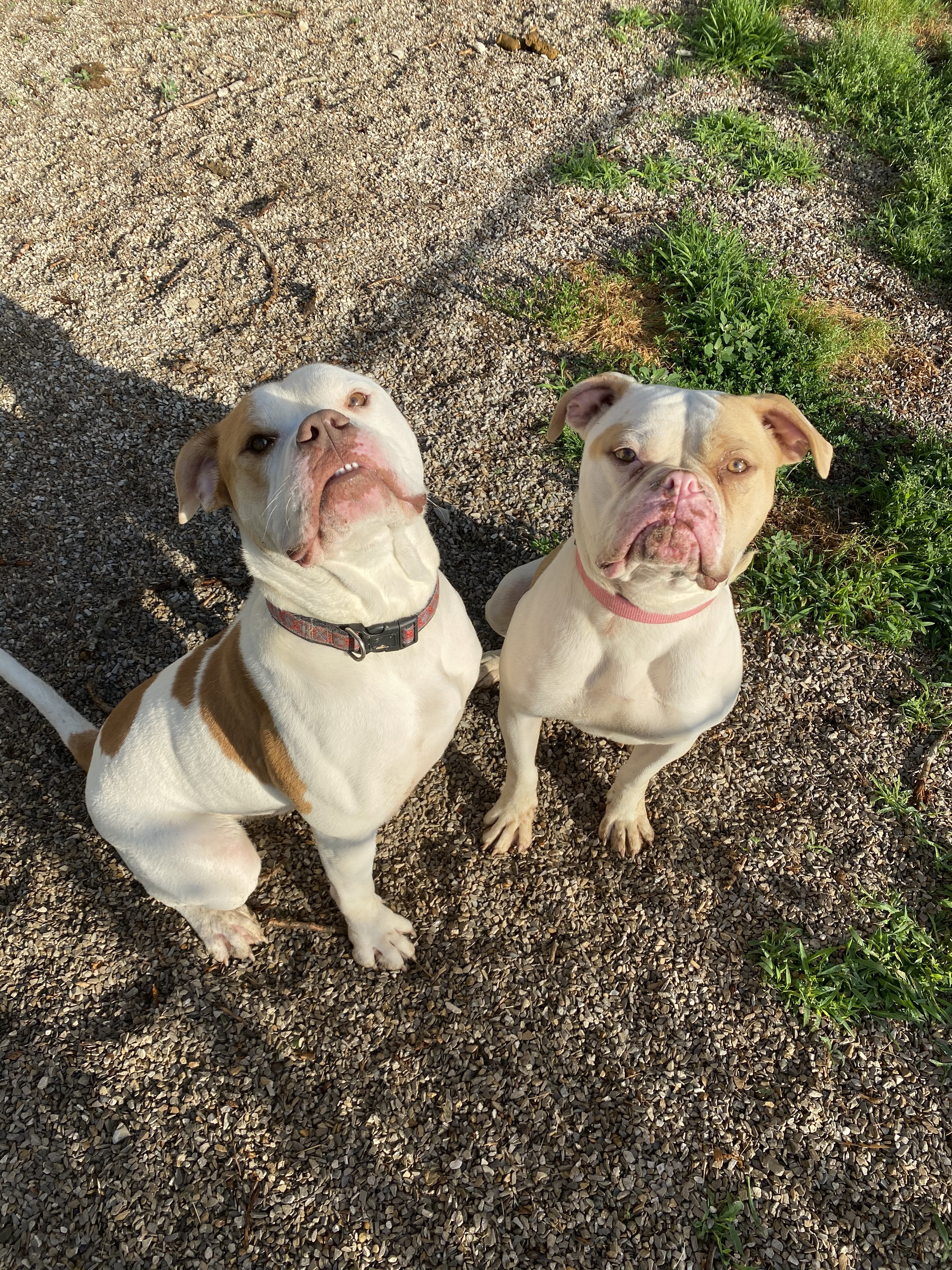 Enlarge Scooby, a Adoptable American Bulldog image 2/2