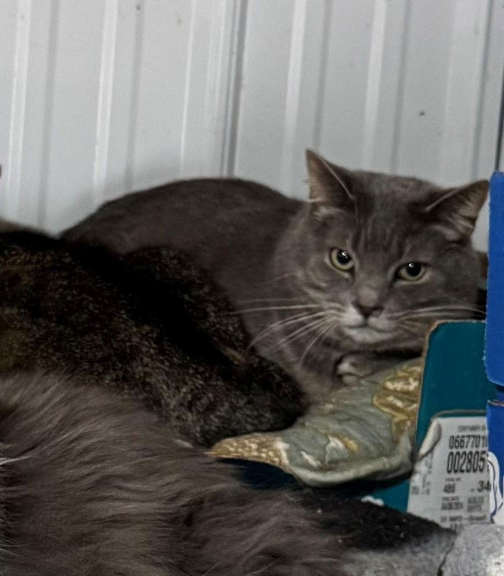 Lexi, Adoptable, Senior Female Tabby & Domestic Short Hair.