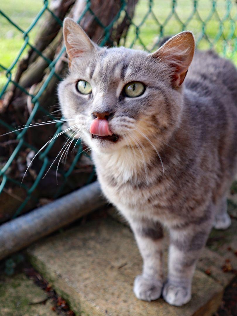 Lexi, a Adoptable mixed breed in Apollo, PA image 3/3