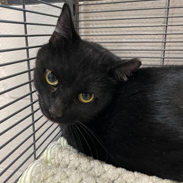 Enlarge Moon Moon, a ADOPTABLE Domestic Short Hair in Jackson, MI image 4/4