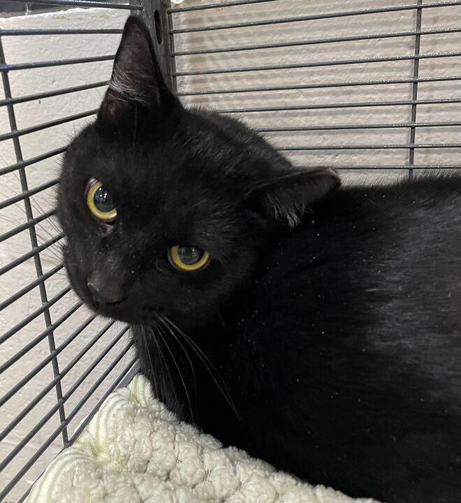 Enlarge Moon Moon, a ADOPTABLE Domestic Short Hair in Jackson, MI image 3/4