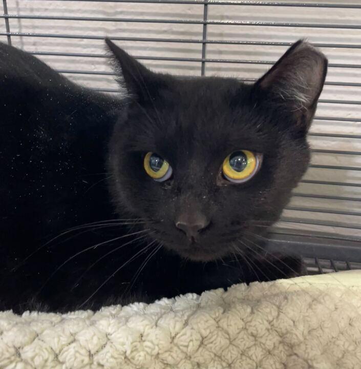 Enlarge Moon Moon, a ADOPTABLE Domestic Short Hair in Jackson, MI image 1/4