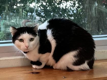 Lucille, Adoptable, Young Female Domestic Short Hair & Domestic Short Hair.