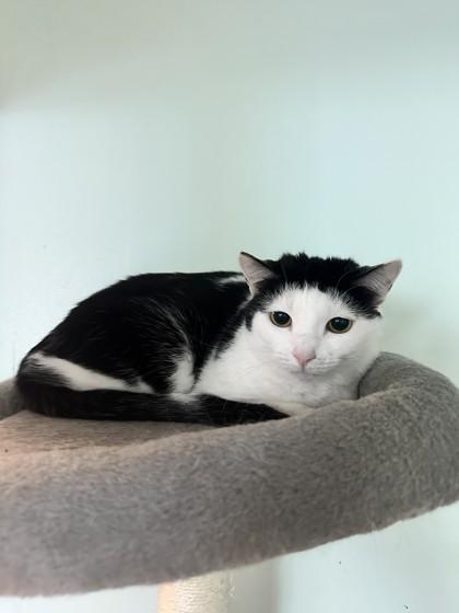 Enlarge Lucille, a Adoptable mixed breed in Palm Coast, FL image 2/3