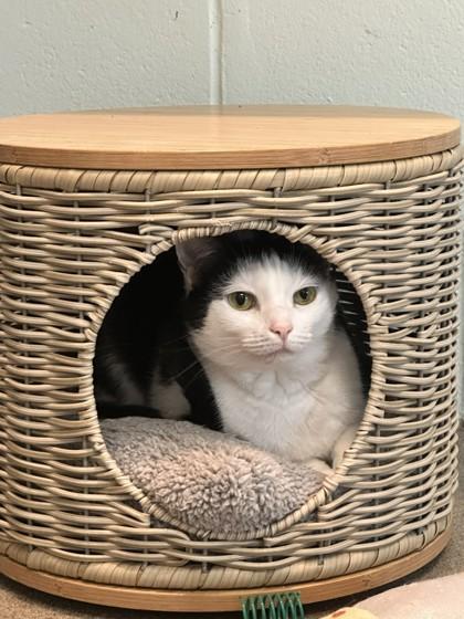 Lucille, a Adoptable mixed breed in Palm Coast, FL image 2/3