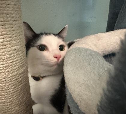 Lucille, a Adoptable mixed breed in Palm Coast, FL image 3/3