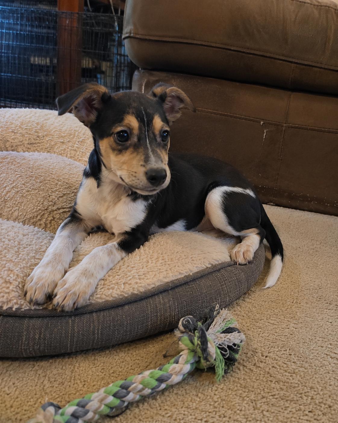 Enlarge Shania, an adopted mixed breed in Encinitas, CA image 3/6