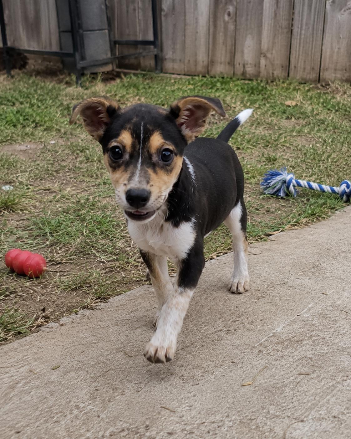 Enlarge Shania, an adopted mixed breed in Encinitas, CA image 4/6