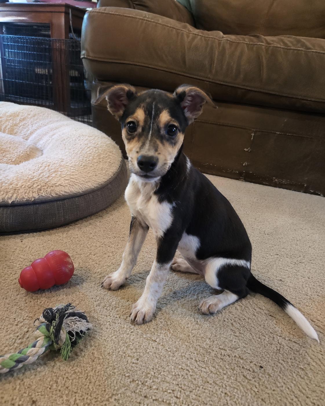 Enlarge Shania, an adopted mixed breed in Encinitas, CA image 2/6